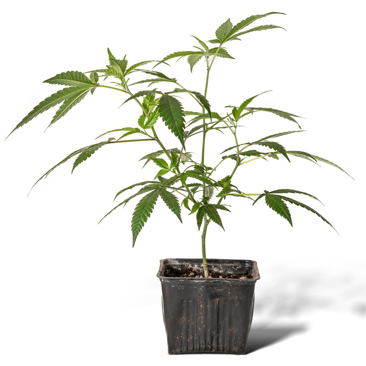 Photograph of product: $50 - Tokyo - Jack Herer Clone