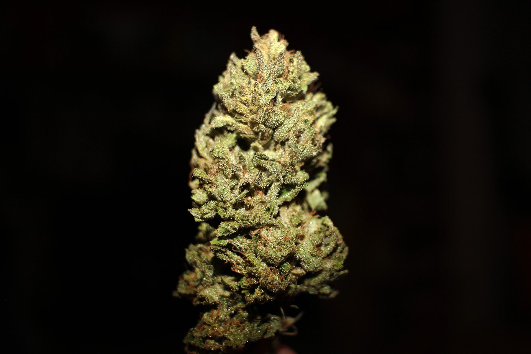 Photograph of product: Pilin' It Higher Farms - Snowberry - 7g