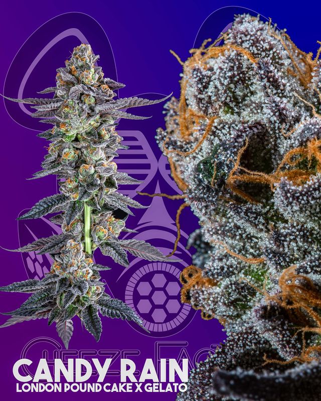 Photograph of product: Candy Rain Pre-Roll | 1g