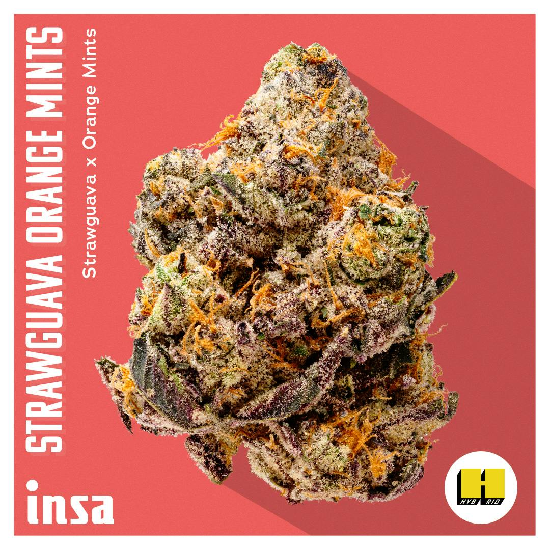 Photograph of product: StrawGuava x Orange Mints | Flower | 14g