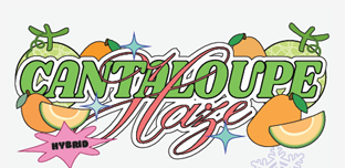 Photograph of product: Infused Flower - Cantaloupe Haze - 3.5g