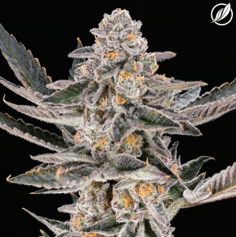 Photograph of product: Dosi-Punch Flower I 25921 - 3.5g