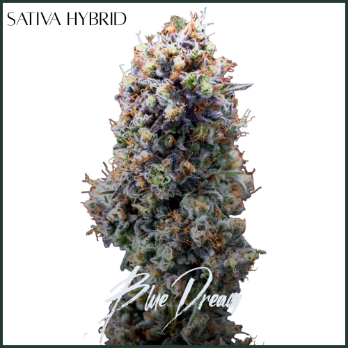 Photograph of product: AltSol DC | Blue Dream | Flower - 3.5g