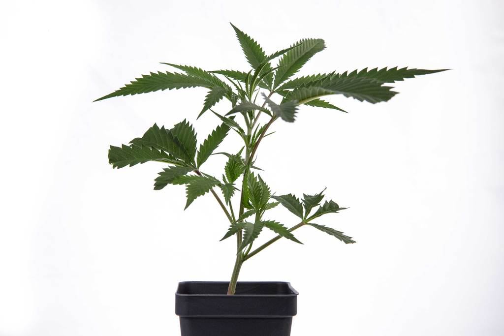 Photograph of product: Clone ~ Kaprikorn ~ Hybrid ~ The Bridge ~ Green Leaf Special