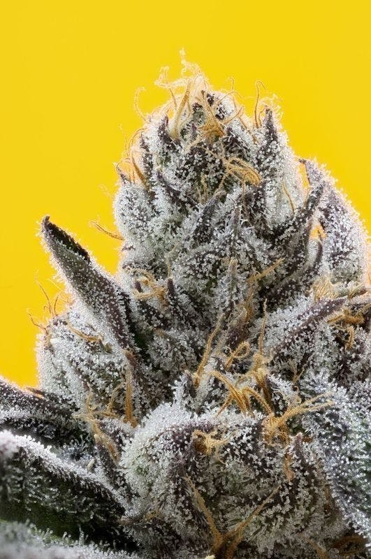 Photograph of product: 710 Labs - Triangle Mints - 3.5g