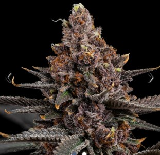Photograph of product: Cherry Whip - 3.5g
