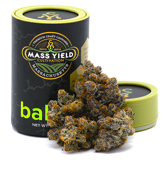 Photograph of product: Blueberry Cupcake (H) | Flower | 1g
