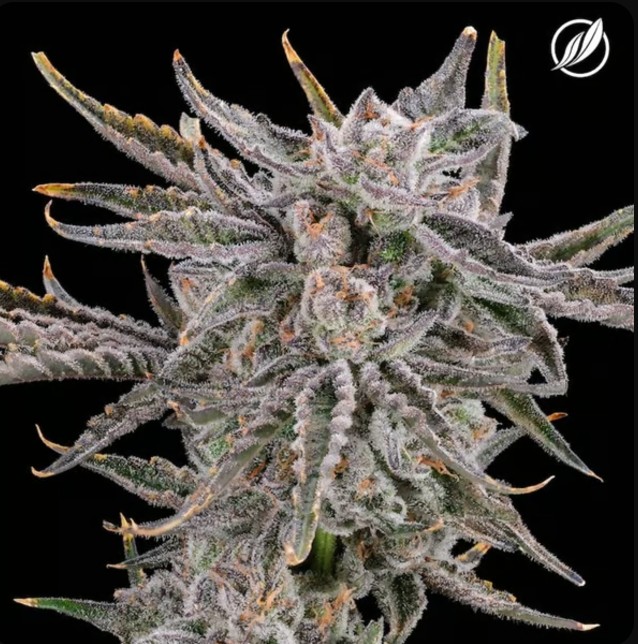Photograph of product: Stomper Kush Flower 3.5g T21.55% I C0020025218