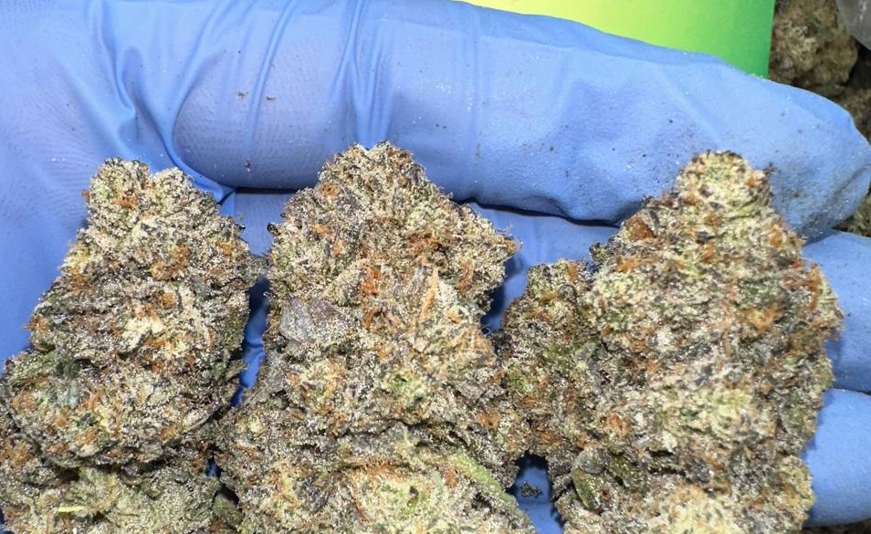 Photograph of product: GRG | Frosted Truffle Pie | Flower | Pre-rolls,