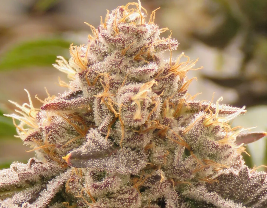 Photograph of product: Triple Burger | FLWRPot | Bulk Flower - 28g