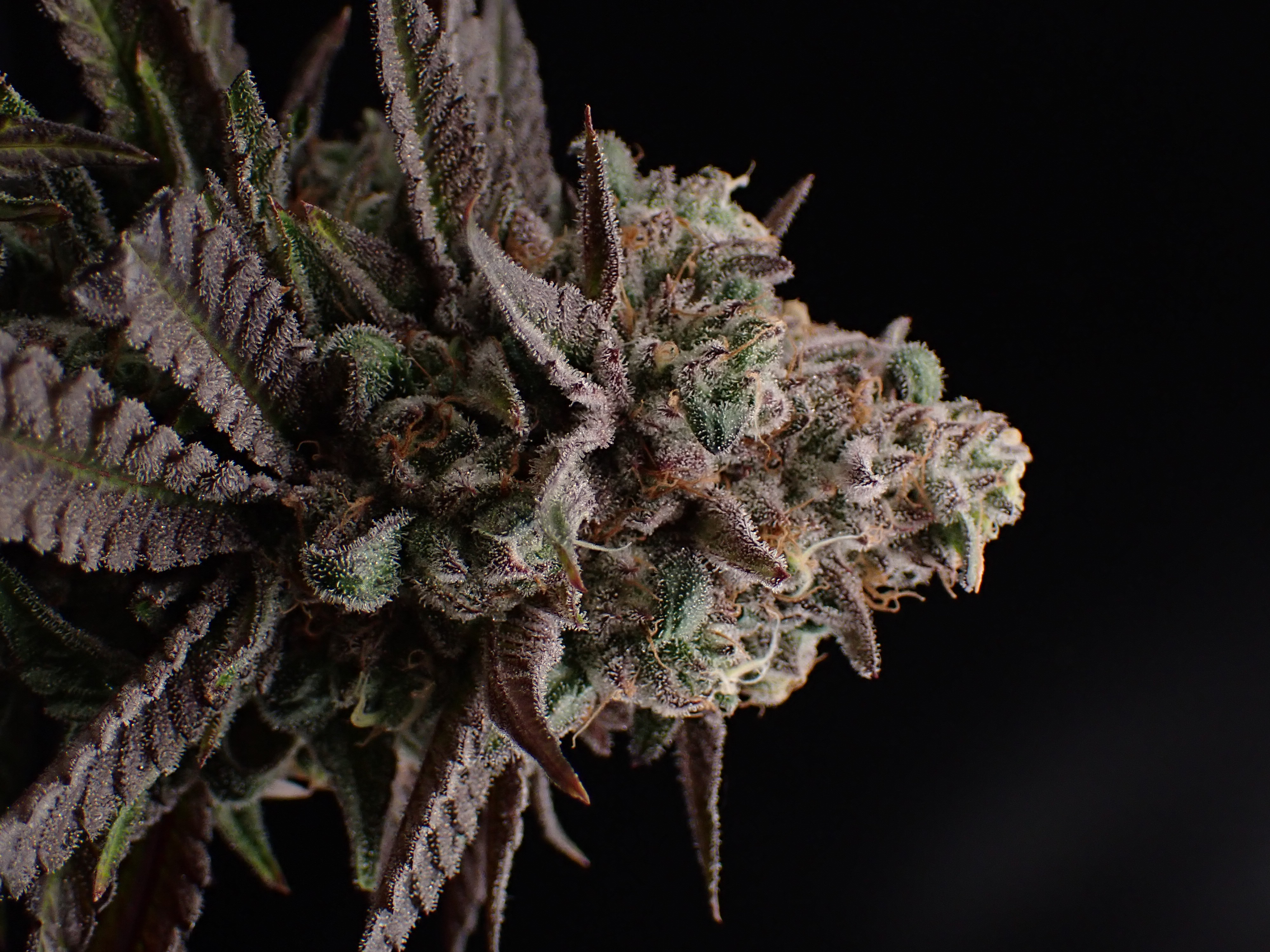 Photograph of product: Cherry Choka (H) - Hermit's Delight - Big Buds Pre-Packaged T1 - 28g