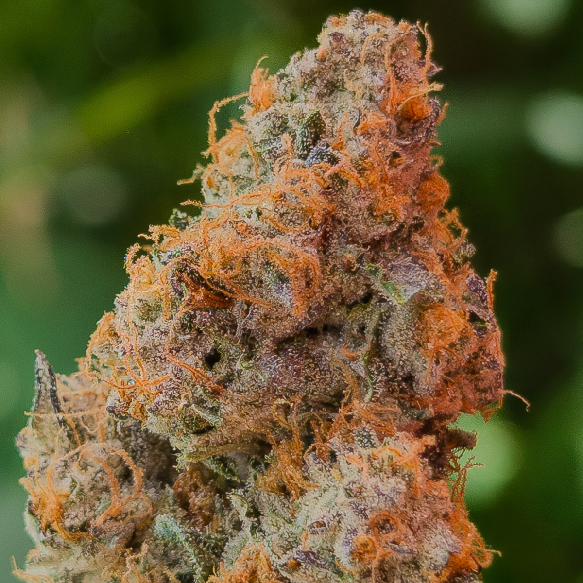 Photograph of product: Trufella | Sonic Strawberry | Bulk Flower - 28g