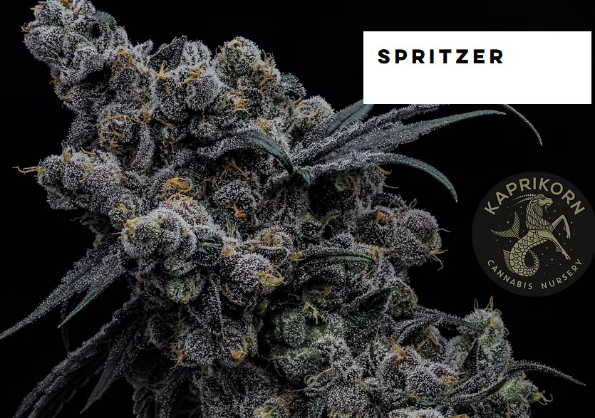Photograph of product: Clone - Kaprikorn - H - Spritzer - GREEN LEAF SPECIAL