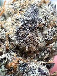 Photograph of Product: GoGurtz | Pro Gro | Bulk Flower