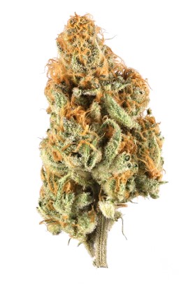 Photograph of product: Grandpa's Cookies Flower - 3.5g