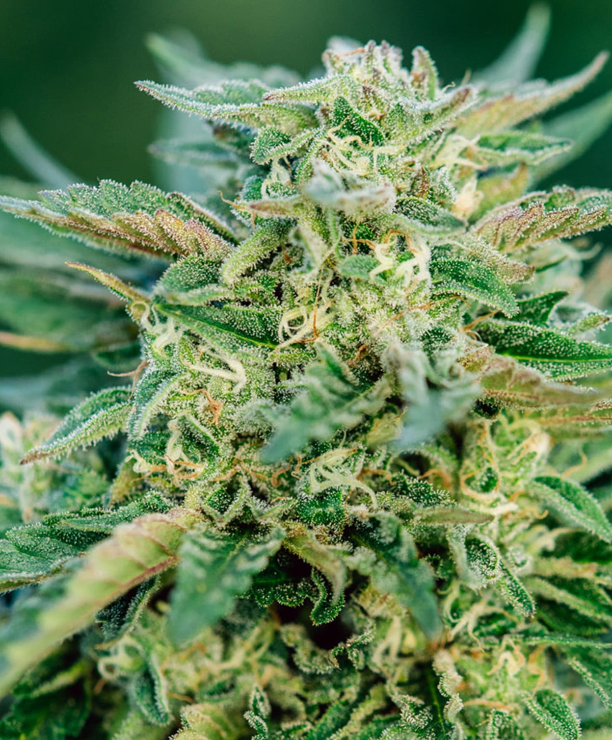 Photograph of product: Grease Gun | Auto Flower | Seeds | 3pk