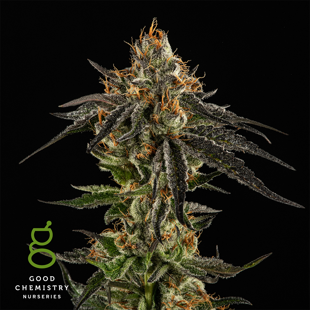Photograph of product: Purple Durango OG Kush - 28g