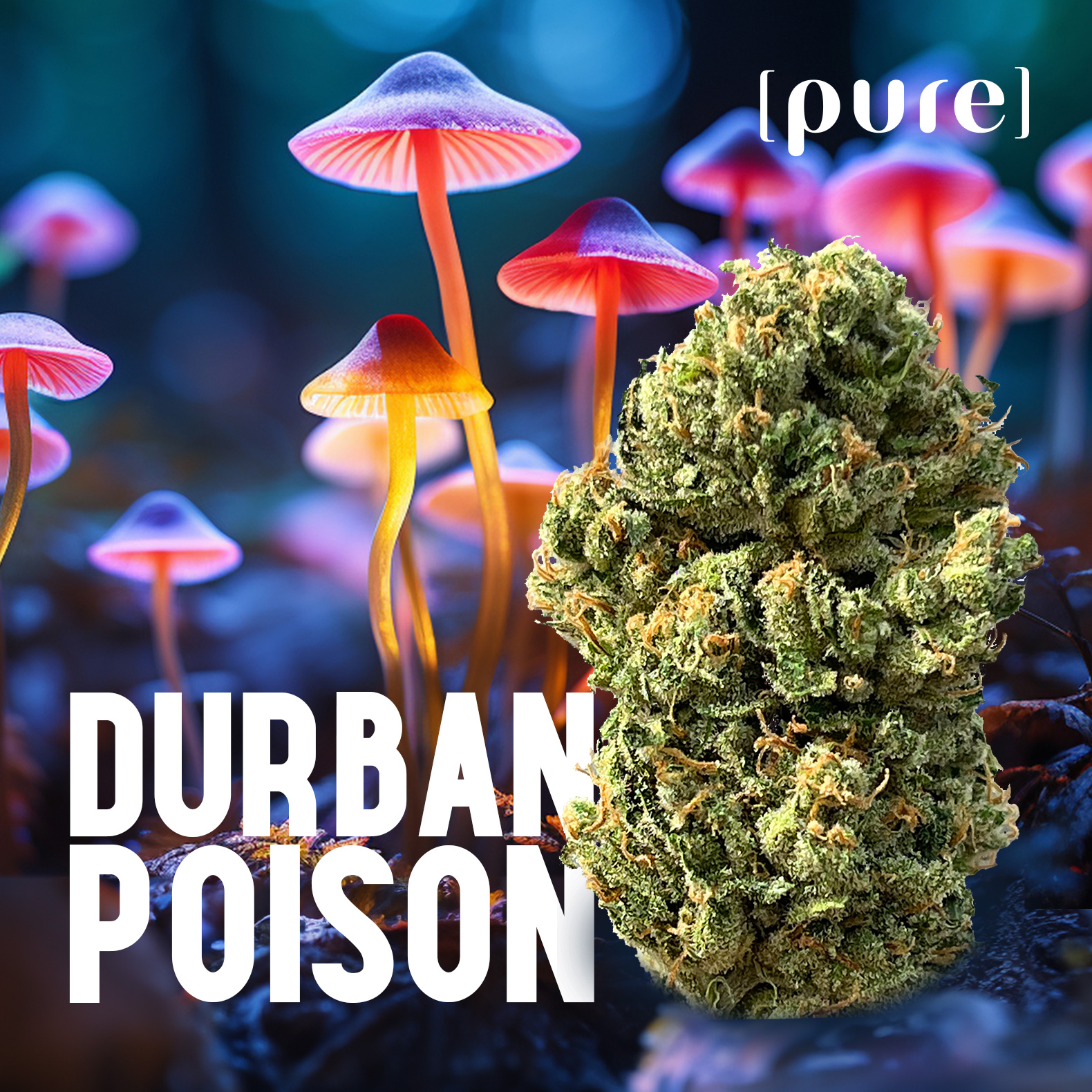 Photograph of product: Durban Poison Pre-roll 3 pack