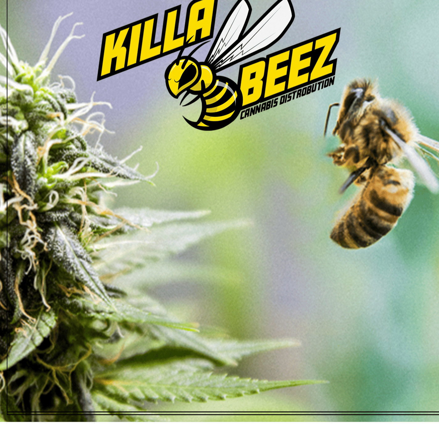 Photograph of product: Killa Beez Preroll Pack 6ct. (Killa Beez)