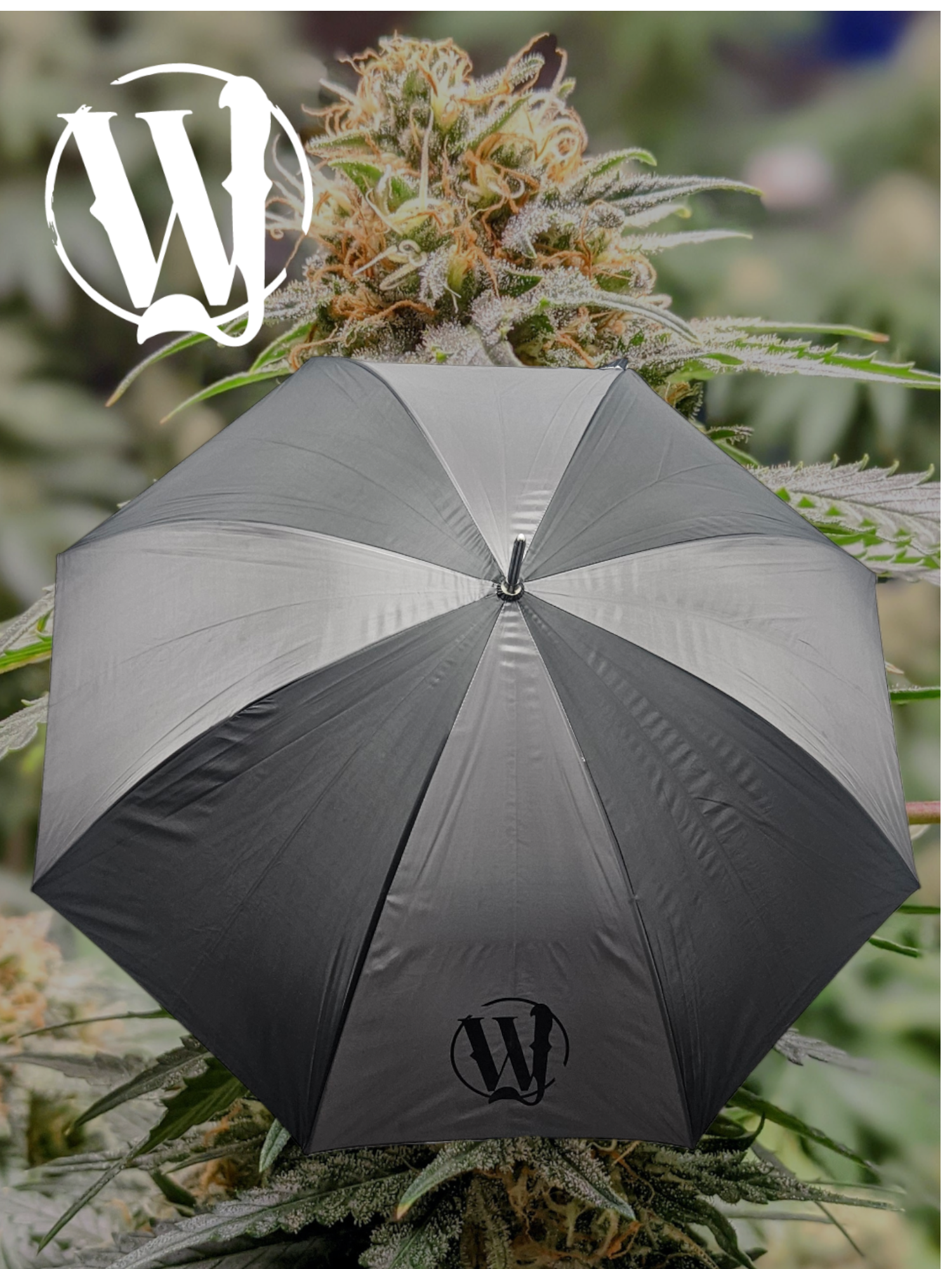 Photograph of product: William Jane - Black Umbrella - M