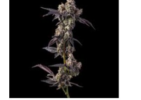 Photograph of product: Cookies | Hawaiian Rain | Indoor Grown Flower - 3.5g