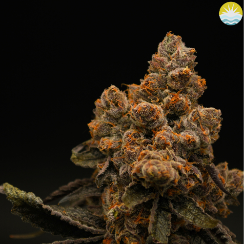 Photograph of product: Scarlet - 3.5g