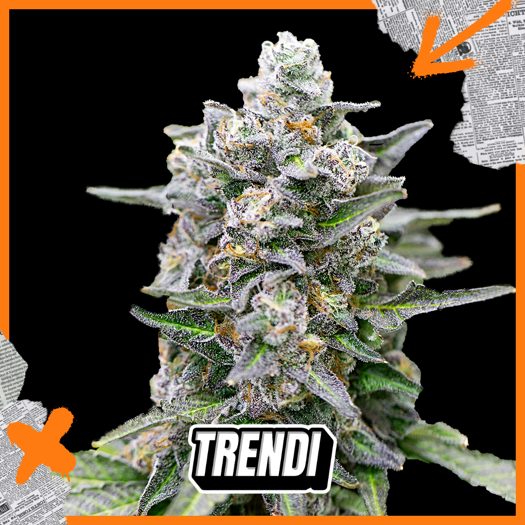 Photograph of product: Trendi IF Orange Push Pop 3.5g Prepack