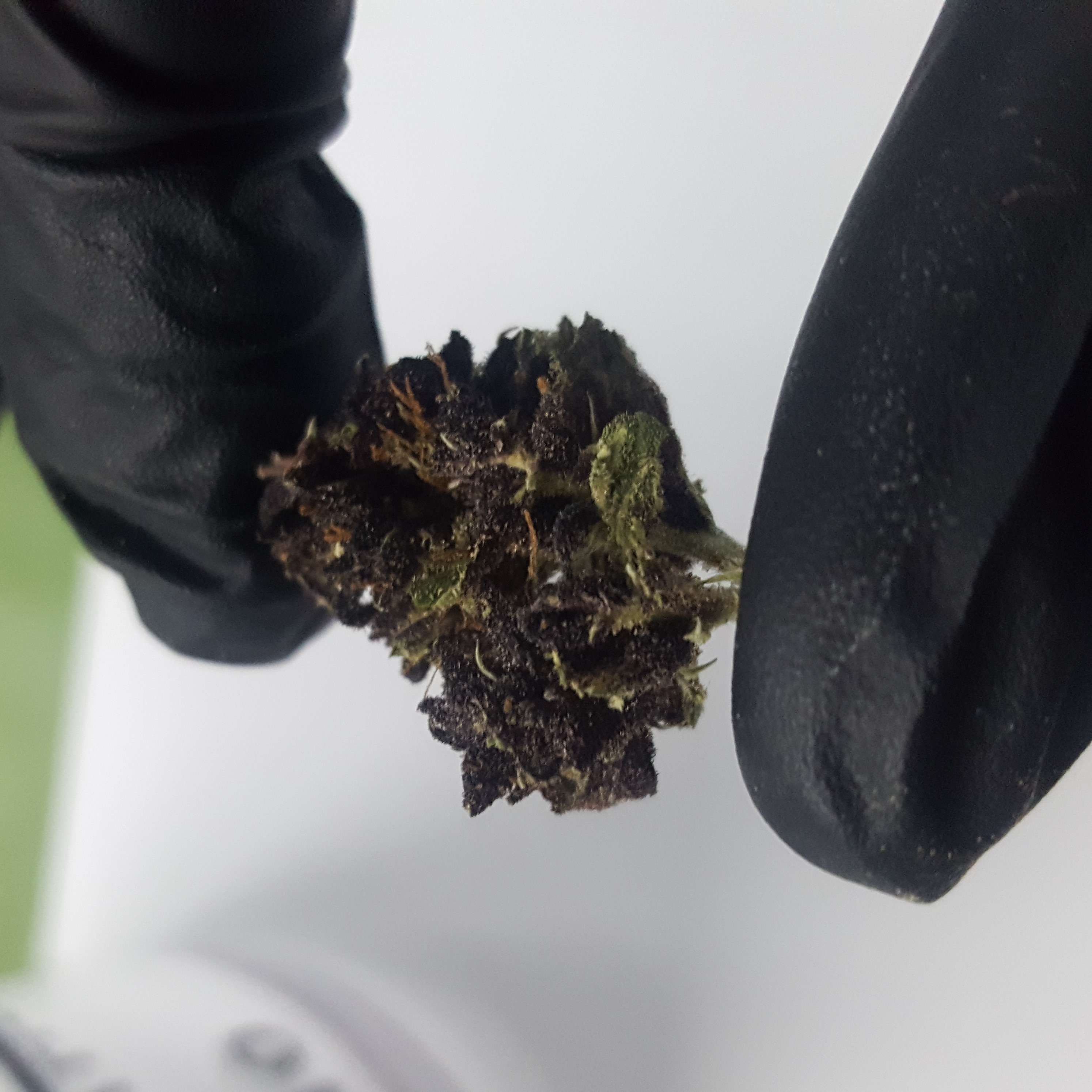 Photograph of product: Kali Buds by 54 Green Acres Oui'd
