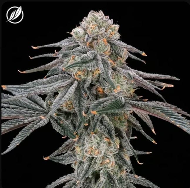 Photograph of product: Pure Michigan Flower 3.5g T21.28% H C0020025220