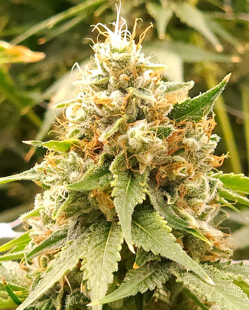 Photograph of product: Bubblegum Kush - 3.5g