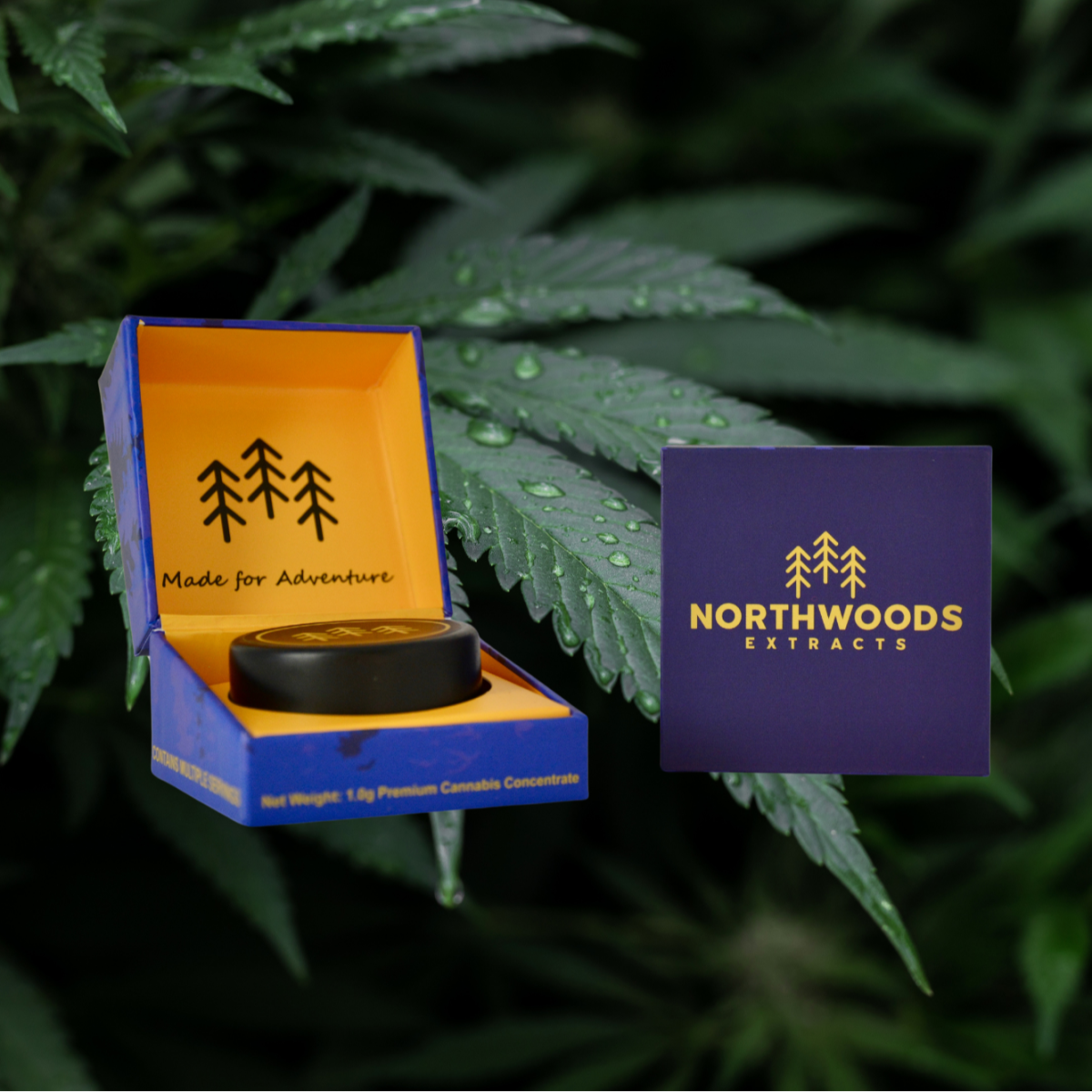 Photograph of product: Northwoods x Hey Bud |  Doc OG Live Resin Terp Sugar | 1 Gram