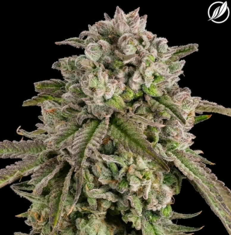 Photograph of product: Trophy Dawg Flower I 25779 - 3.5g