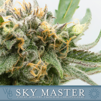 Photograph of product: Washington Bud Company - Sky Master - 7g