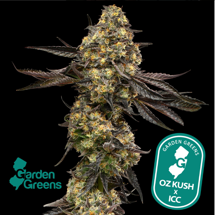 Photograph of product: Garden Greens OZ Kush x ICC Flower (REC) - 3.5g