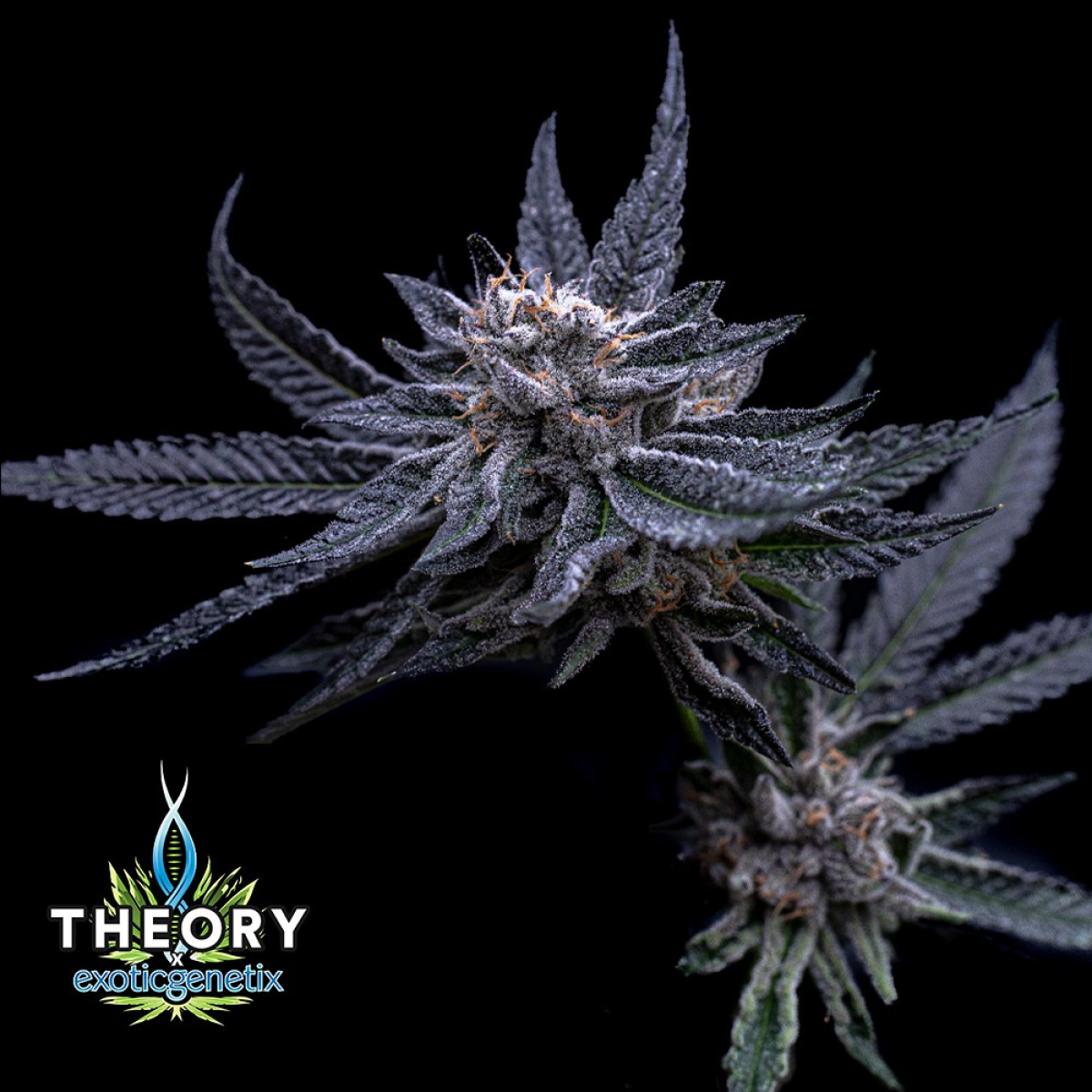Photograph of product: Falcon Berry - 3.5g