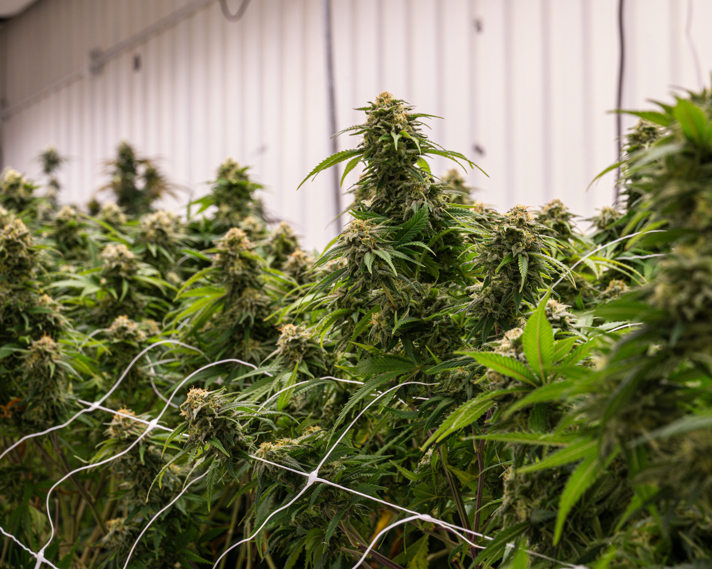 Photograph of product: Black Martini - Premium Sungrown - 28g