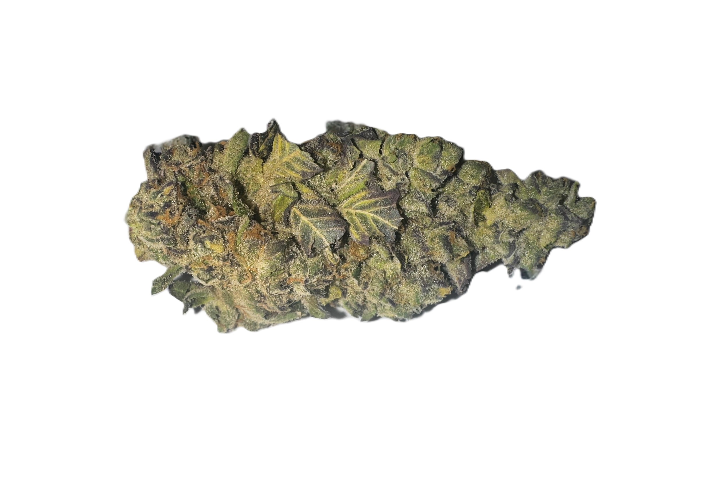 Photograph of product: Curaleaf Jayna's Sunshine Whole Flower 24.60% (H) 3.5g - 00880