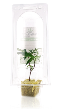 Photograph of Product: Frosted Donuts Single Clone