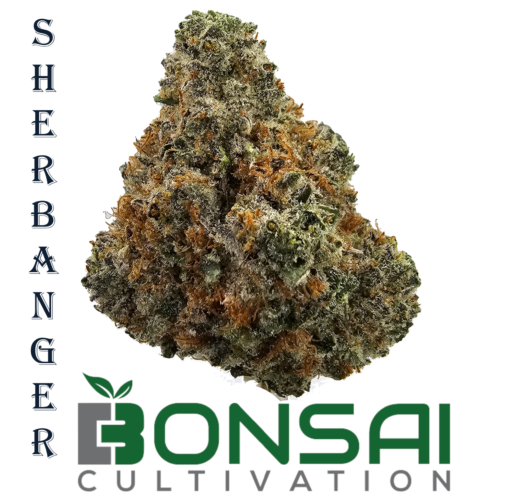 Photograph of product: Sherbanger (H) By Bonsai - 28g