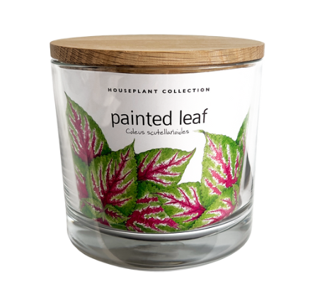 Photograph of product: Potting Shed Creations - Houseplant Collection Painted Leaf