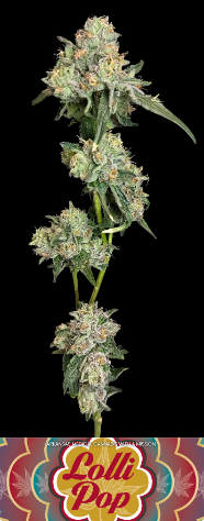 Photograph of product: Lollipop Flower - 3.5g