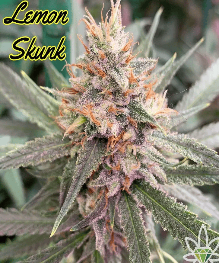 Photograph of product: Lemon Skunk (DOH) - 7g