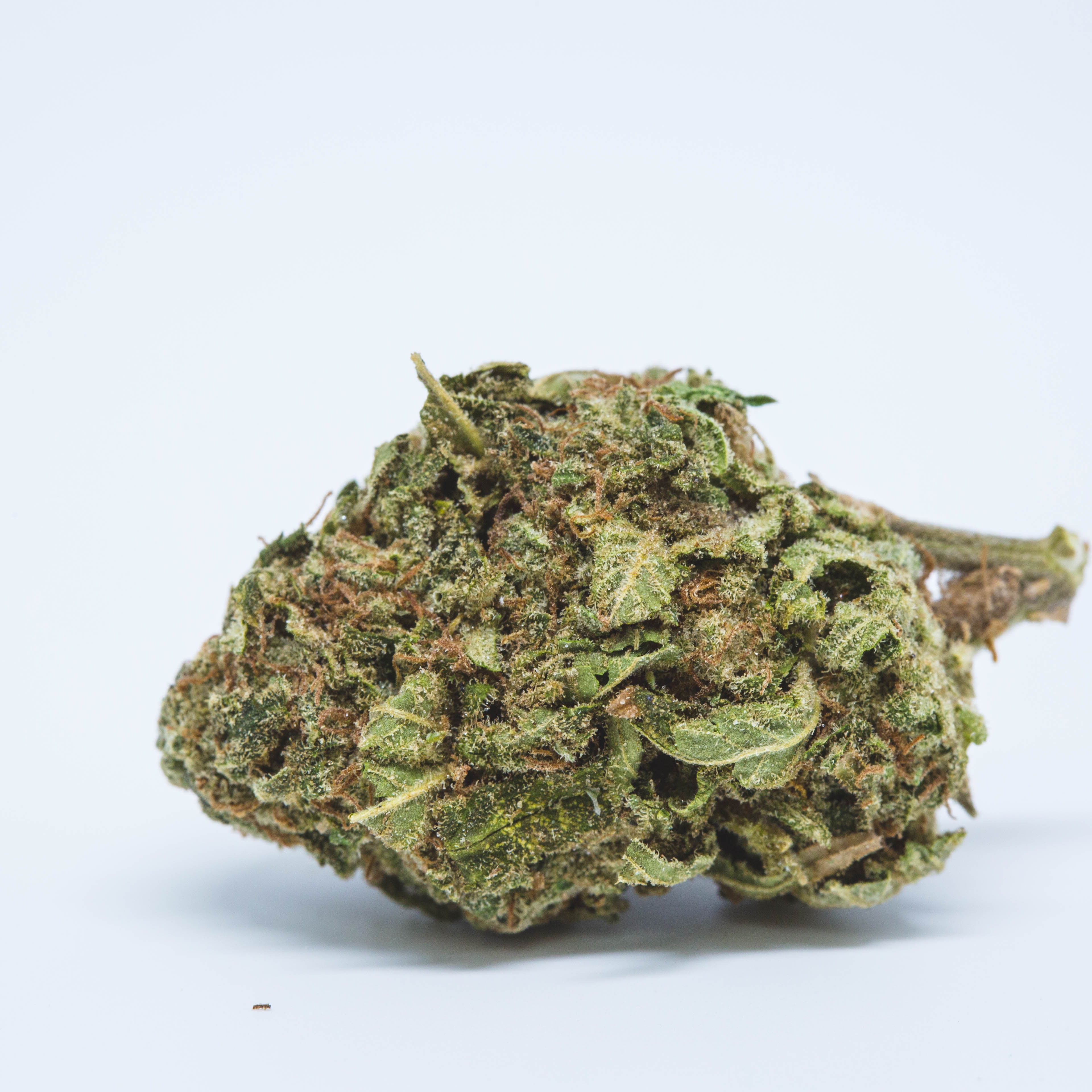 Photograph of product: Blueberry 1g Flower 18.60% TH-oui by ALASKAbuds