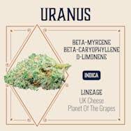 Photograph of product: Elevate Uranus Flower | 3.5g