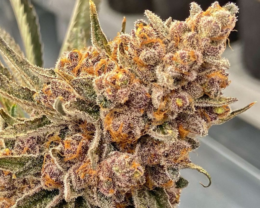 Photograph of product: Donny Burger Premium Flower - 28g