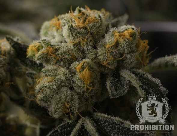 Photograph of product: Prohibition Herb - Southwest Stomper (I) - Prepack - 7g
