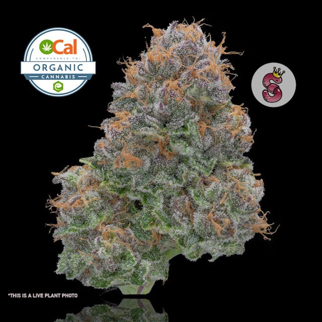 Photograph of product: Mimosa | 3.5g - 