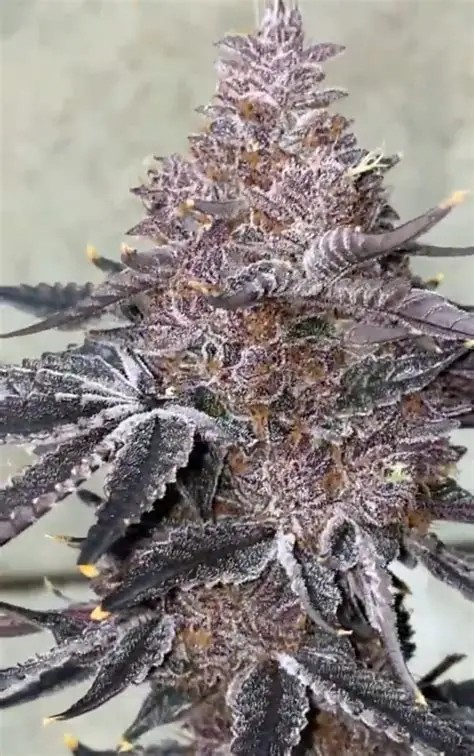 Photograph of product: Sherb Cake - 7g Flower