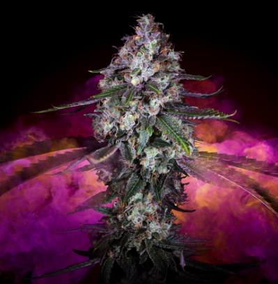 Photograph of product: East Coast Sour Diesel - 28g