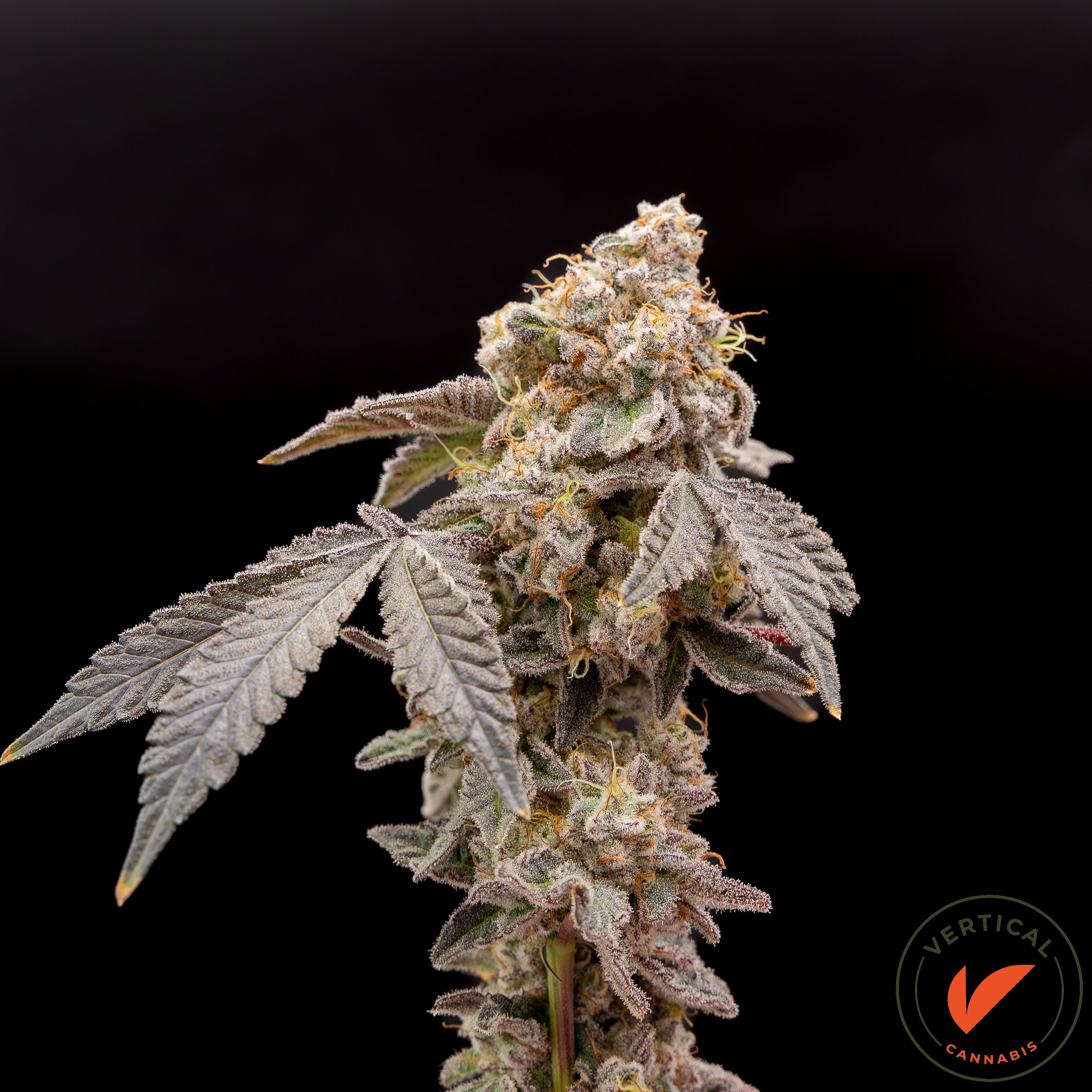 Photograph of product: VERTICAL | LEMON SHIV 3.5G | PREPACK Oui'd